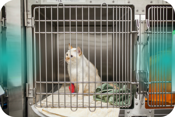 servicios veterinarios hospitalización diurna