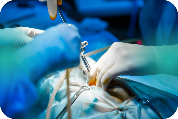servicios veterinarios cirugía