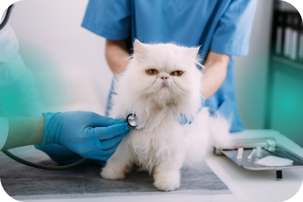 servicios veterinarios cardiología