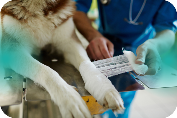 servicios veterinarios traumatología