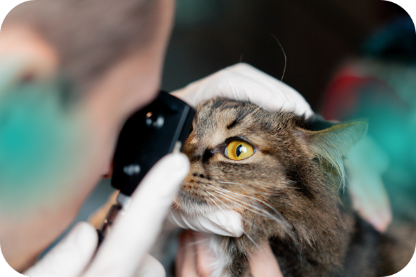 servicios veterinarios oftalmología