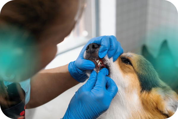 servicios veterinarios odontología
