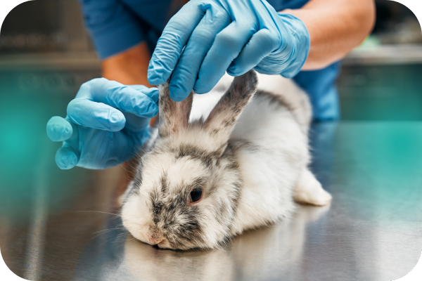 servicios veterinarios exóticos