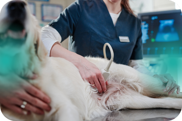 servicios veterinarios diagnóstico por imagen