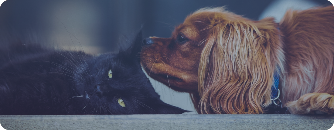 campañas veterinarias imagen