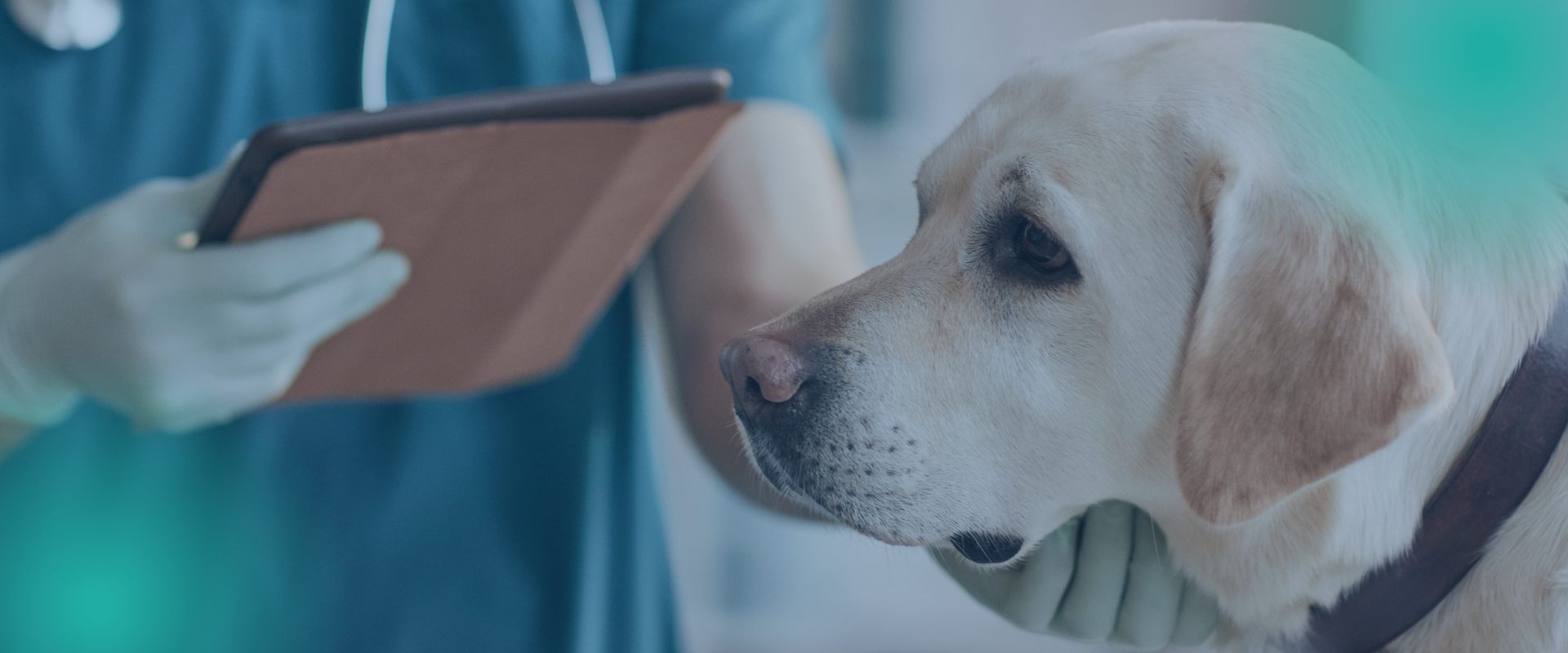 Clínica Veterinaria <br/> Barna Vets