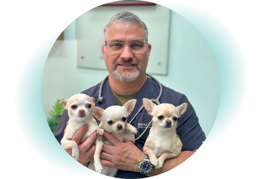 equipo veterinario BarnaVets antonio salcedo